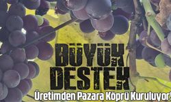 Ortahisar Belediyesi'nden Kokulu Üzümlere Büyük Destek: Üretimden Pazara Köprü Kuruluyor!