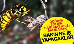 300 Bin Samuray Arısı Kokarca Mücadelesinde Doğaya Salınıyor!