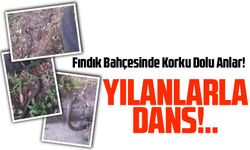 Oflu'nun Yılanla İmtihanı: Fındık Bahçesinde Korku Dolu Anlar!