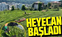 Rize'de Çay Hasadında Üçüncü Sürgün Heyecanı Başladı!