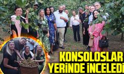 İstanbul’dan Gelen Başkonsoloslar, Trabzon’da Fındık Hasadını Yerinde İnceledi