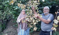 Mısırlı Aile, Kızlarını Gelin Verdikleri Karadeniz’de Fındık Hasadına Katıldı