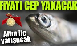 Karadeniz'de Hamsi Vatandaşın Cebini Yakacak; Kilosu Altın İle Yarışacak