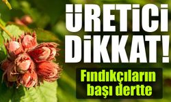 Fındık Üreticileri Dikkat; Başkan O Karara Sert Tepki Gösterdi