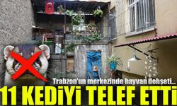 Trabzon’da Sansar Dehşeti: 11 Kediyi Telef Etti!