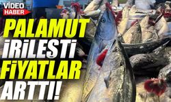 Palamutun Fiyatı Uçtu! Kilolar Arttıkça Etiketler de Yükseliyor