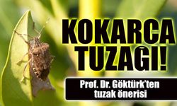 Kahverengi Kokarcayla Mücadelede Yapay Kışlak Kutusu: Prof. Dr. Göktürk’ten Tuzak Önerisi