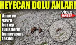 Arsiyan Yaylasında Heyecan Dolu Anlar! Anne ve Yavru Boz Ayı Turistlerin Kamerasına Takıldı