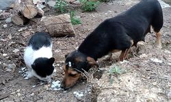 Kedi ve Köpek, Didişmek Yerine Dost Olmayı Seçti! Samsun’da Sıcak Dostluk