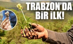 Trabzon’da Salep Bahçesi Kuruldu! Şalpazarı’nda Üretim Başladı