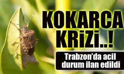 Trabzon’da Kahverengi Kokarca Krizi: 'Acil Durum' İlan Edildi!