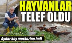 Ayılar Köy Merkezine İndi: Hayvanlar Telef Oldu!