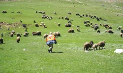 Çoban öyle bir şey söyledi ki! Maaşını duyanlar inanamadı