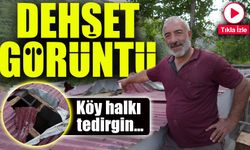 Kümesteki Tavukları Yemek İçin Çatıya Tırmanan Ayı Hem Çatıyı Hem Kendini Parçaladı