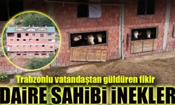 Trabzonlu Vatandaştan Güldüren Çözüm; Daire Sahibi İnekler Oldu!