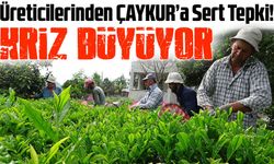 Organik Çay Üreticilerinden ÇAYKUR’a Sert Tepki! Kota Krizi Büyüyor