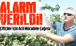 Karadeniz’de Kahverengi Kokarca Alarmı! Çiftçiler İçin Acil Mücadele Çağrısı