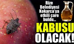 Rize Belediyesi’nden Çay Sirkesiyle Kokarca Böceği Mücadelesinde Başarı