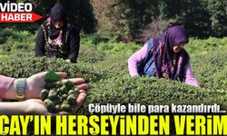 Rize’de Çayın Yaprağı, Çöpü ve Tohumu Yeni Gelir Kapısı Oluyor