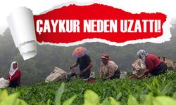 ÇAYKUR çayını bitiremeyen müstahsiller için süreyi uzattı