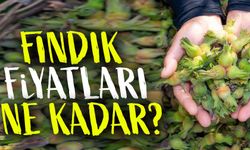 Fındık Fiyatları Yükselişe Geçti: Giresun'da Son Durum!