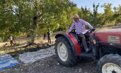 Cevizin Kilosu 25 Liradan Satılıyor! ‘Bu Yıl Cevizimiz Bol’