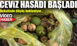 Giresun’da Tescilli Şebin Cevizinde Hasat Zamanı: Rekoltede Düşüş Bekleniyor