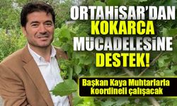 Ortahisar Belediyesi’nden Kahverengi Kokarca Böceği ile Mücadeleye Tam Destek