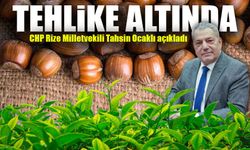 Çay ve Fındık Üretimi Tehlike Altında: "Madencilik, Tarımı Yok Etme Tehdidi Oluşturuyor"