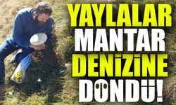 Yaylalar Mantar Denizine Döndü: Bu Yıl Mantar Bolluğu Yaşanıyor!