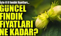 Fındık Fiyatları Güncellendi: İşte İl İl Fındık Fiyatları