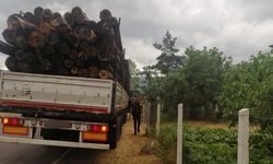 Bolu’da ormanda 1000 ağacın kaçak kesildiği iddiasıyla soruşturma