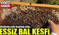 Artvin'de Eşsiz Bal Keşfi: Köylünün Gelir Kaynağı Oldu!