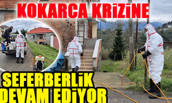 Kahverengi Kokarca İçin Ortahisar'da Mücadele Devam Ediyor!