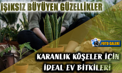 Karanlıkta Parlayan Bitkiler: Evinizi Yeşillendirin!