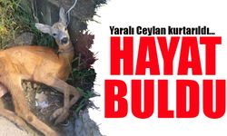 Giresun’da Hayat Buldu: Yaralı Ceylan Kurtarıldı!