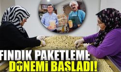 Fındıkta Hasat ve Kurutma Bitti; İşleme Dönemi Başladı