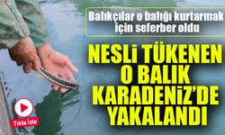 Ordu'da Balıkçılardan Nesli Tükenmekte Olan Mersin Balığını Koruma Çabası