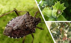 Karadeniz’de Fındığı Tehdit Eden Kahverengi Kokarca ile Mücadele Sürüyor!