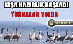 Kışa Hazırlık İçin Sıcak Sulak Alanları Seçtiler!