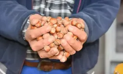 Fındık Depolarda Bekliyor: Ziraat Odası Fiyat Artış Tarihini Açıkladı!