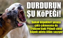 Trabzon’da Terör Estiren Pitbull İçin Çığlık: 'Durdurun Şu Köpeği!'