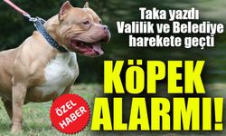 Trabzon'da Pitbull cinsi Köpek İçin Valilik ve Belediye harekete geçti