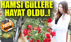 Hamsi Atıklarından Organik Gübre: Gül Yetiştiriciliğinde Büyük Başarı!