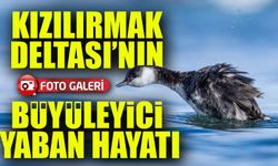 Kızılırmak Deltası’nın Büyüleyici Yaban Hayatı: Nadir Türler Göz Kamaştırıyor!