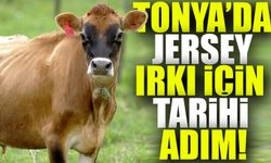 Tonya'da Hayvancılıkta Devrim: Jersey Irkı İçin Tarihi Adım!