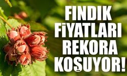 Fındık Fiyatına Şok Zam: Ziraat Odası Açıkladı, İşte Yeni Fiyatları...