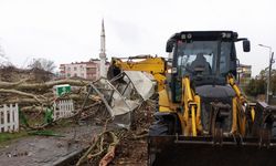 Samsun’da şiddetli rüzgarda 600 yıllık çınar ağacı devrildi