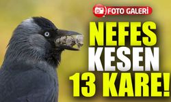 2024'ün En İyi Yaban Hayatı Fotoğrafları Belli Oldu! İşte Nefes Kesen 13 Kare