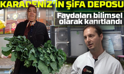 Karadeniz’in Şifa Deposu: Karalahana’nın Faydaları Bilimsel Olarak Kanıtlandı